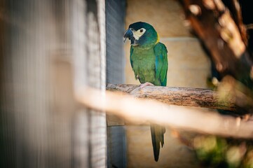 Macaw parrot