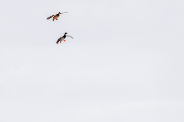 Drake and hen Mallard (Anas platyrhynchos) ducks in the air getting ready to land with their wings cupped. Selective focus, background blur and foreground blur.
