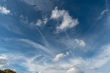 Birds Flying in the cloudy sky