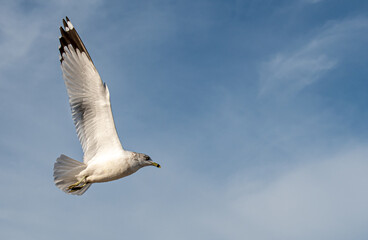 Seagull