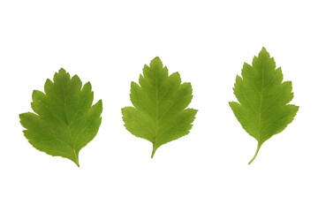 Green flowers and plant leaves on a white isolated background, template for your design, natural eco-friendly harvesting