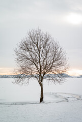 Fototapeta na wymiar A solitary tree at the shore of Hafrsfjord, Stavanger, Norway