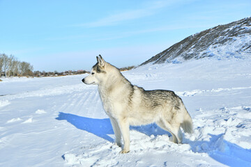 Siberian husky in the snow on a bright sunny day.