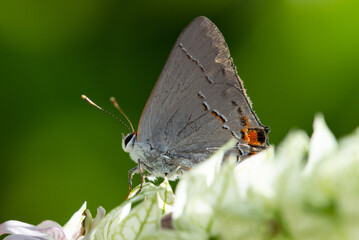 Mallow-scrub Hairstreak