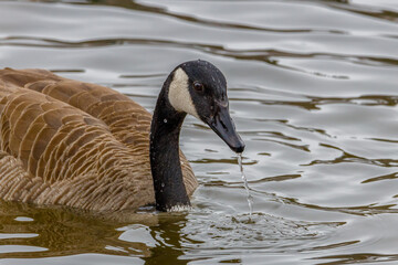 Close up of a Canada goose (Branta canadensis) pulling his head out of water after feeding on the lake bottom. Selective focus, background blur and foreground blur.
