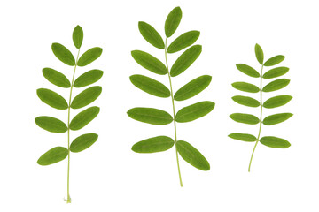 Green plant leaves of acacia tree on a white isolated background, template for your design, natural eco-friendly harvesting