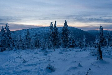 Winter fir and pine forest covered with snow after strong snowfall in jeseniky czech