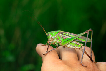Katydids are in the hands of human beings, man and nature