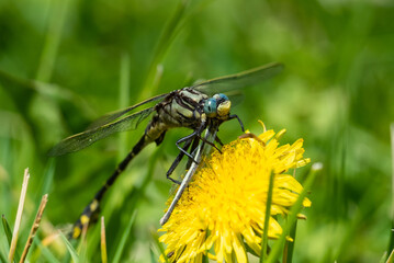 Midland Clubtail