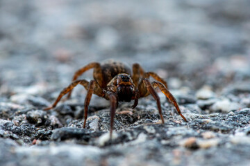 Close up of a large spider crawling on the ground