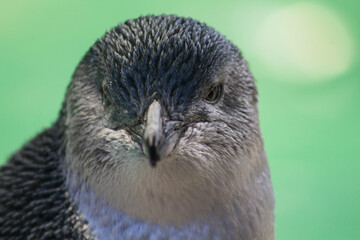close up of a penguin