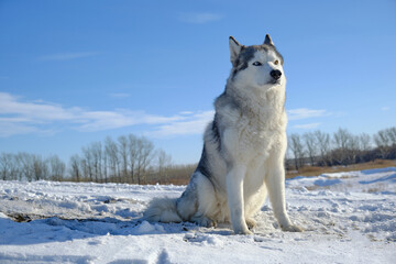 Siberian Husky dog sits on a hill in the snow against the blue sky.