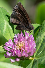 Northern Cloudywing