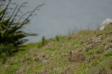 Naklejka na ściany i meble European rabbit Oryctolagus cuniculus grazing. Taiaroa Head Wildlife Reserve. Otago Peninsula. Otago. South Island. New Zealand.