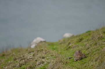 European rabbit Oryctolagus cuniculus grazing. Taiaroa Head Wildlife Reserve. Otago Peninsula. Otago. South Island. New Zealand.