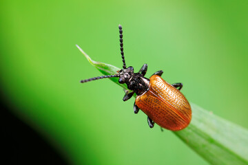 Negative mud bug inhabits wild plants in North China