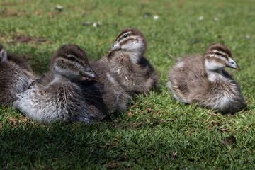 family of ducks