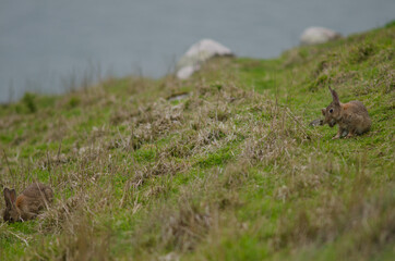 European rabbits Oryctolagus cuniculus. Taiaroa Head Wildlife Reserve. Otago Peninsula. Otago. South Island. New Zealand.