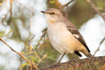 Northern Mockingbird