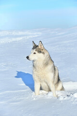 Fototapeta na wymiar Siberian husky dog sits in the snow on the background of blue sky.