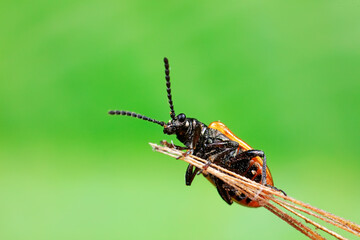 Negative mud bug inhabits wild plants in North China