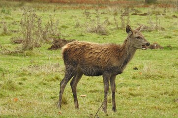 deer