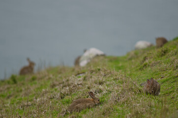 European rabbits Oryctolagus cuniculus grazing. Taiaroa Head Wildlife Reserve. Otago Peninsula. Otago. South Island. New Zealand.