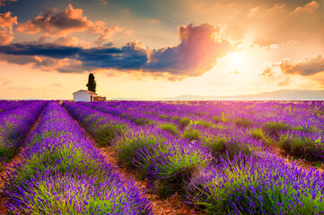 Small house with cypress tree in lavender fields at sunrise near Valensole, Provence, France....
