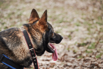 Charming adult male shepherd dog close up portrait. Service German Shepherd of zonal gray color in protection classes in harness and collar.