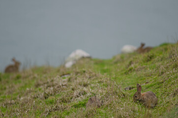 European rabbits Oryctolagus cuniculus grazing. Taiaroa Head Wildlife Reserve. Otago Peninsula. Otago. South Island. New Zealand.