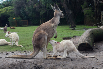 kangaroo feeding a white kangaroo