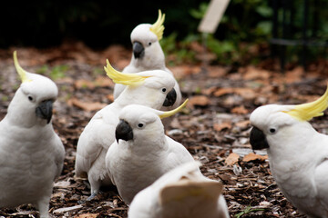 cacatua meeting