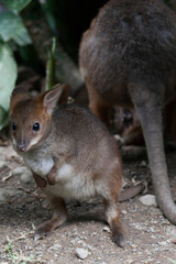 baby wallaby