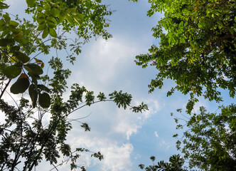 A Low Vantage Point to the leaves of tree , Looking up to the sky