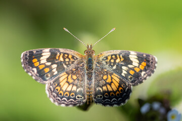 Phaon Crescent