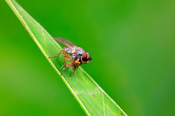 Tabanidae inhabits wild plants in North China