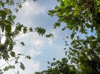 A Low Vantage Point to the leaves of tree , Looking up to the sky