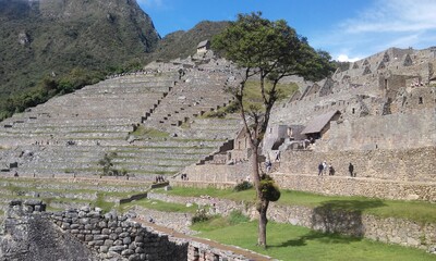 Peru, Cuzco, Machu Pichu, Lhama