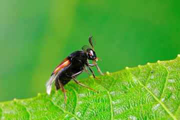 Fleas live on wild plants, North China