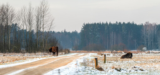 Wild European bisons on the field snow covered, landscape panorama