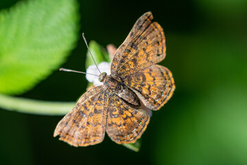 Red-bordered Metalmark