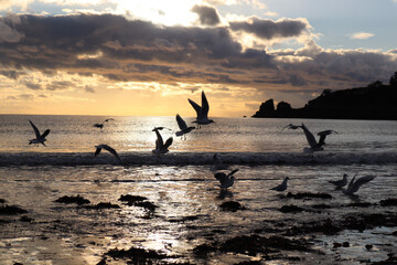Seagulls Playing in the sunset