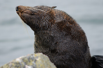 New Zealand fur seal Arctocephalus forsteri. Male. Pilots Beach. Taiaroa Head Wildlife Reserve....
