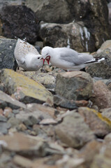 Red-billed gull Chroicocephalus novaehollandiae scopulinus regurgitating food to its chick. Pilots Beach. Taiaroa Head. Otago Peninsula. New Zealand.