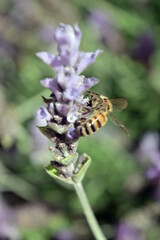 Purple Lavender flower. Closeup. Background.