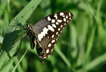 Schmetterlinge Insekten