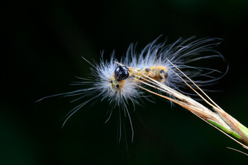 Lepidoptera larvae inhabit wild plants, North China