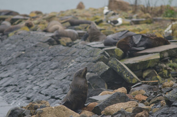 New Zealand fur seal Arctocephalus forsteri. Female. Pilots Beach. Taiaroa Head Wildlife Reserve. Otago Peninsula. Otago. South Island. New Zealand.