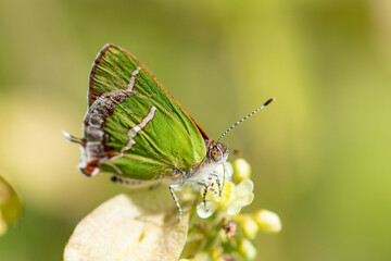 Silver-banded Hairstreak