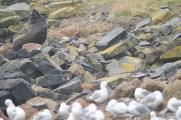 New Zealand fur seal Arctocephalus forsteri. Female. Pilots Beach. Taiaroa Head Wildlife Reserve. Otago Peninsula. Otago. South Island. New Zealand.